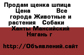 Продам щенка шпица.  › Цена ­ 15 000 - Все города Животные и растения » Собаки   . Ханты-Мансийский,Нягань г.